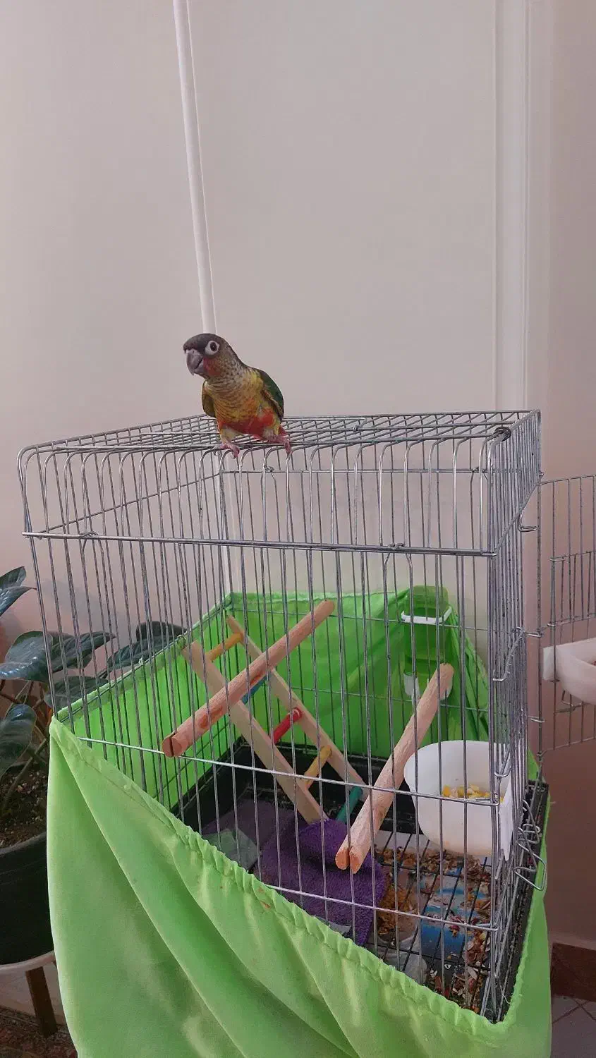 پرده گرینچیک یلوساید ۳ماهه دونخور|پرنده|فریدون‌کنار, |دیوار