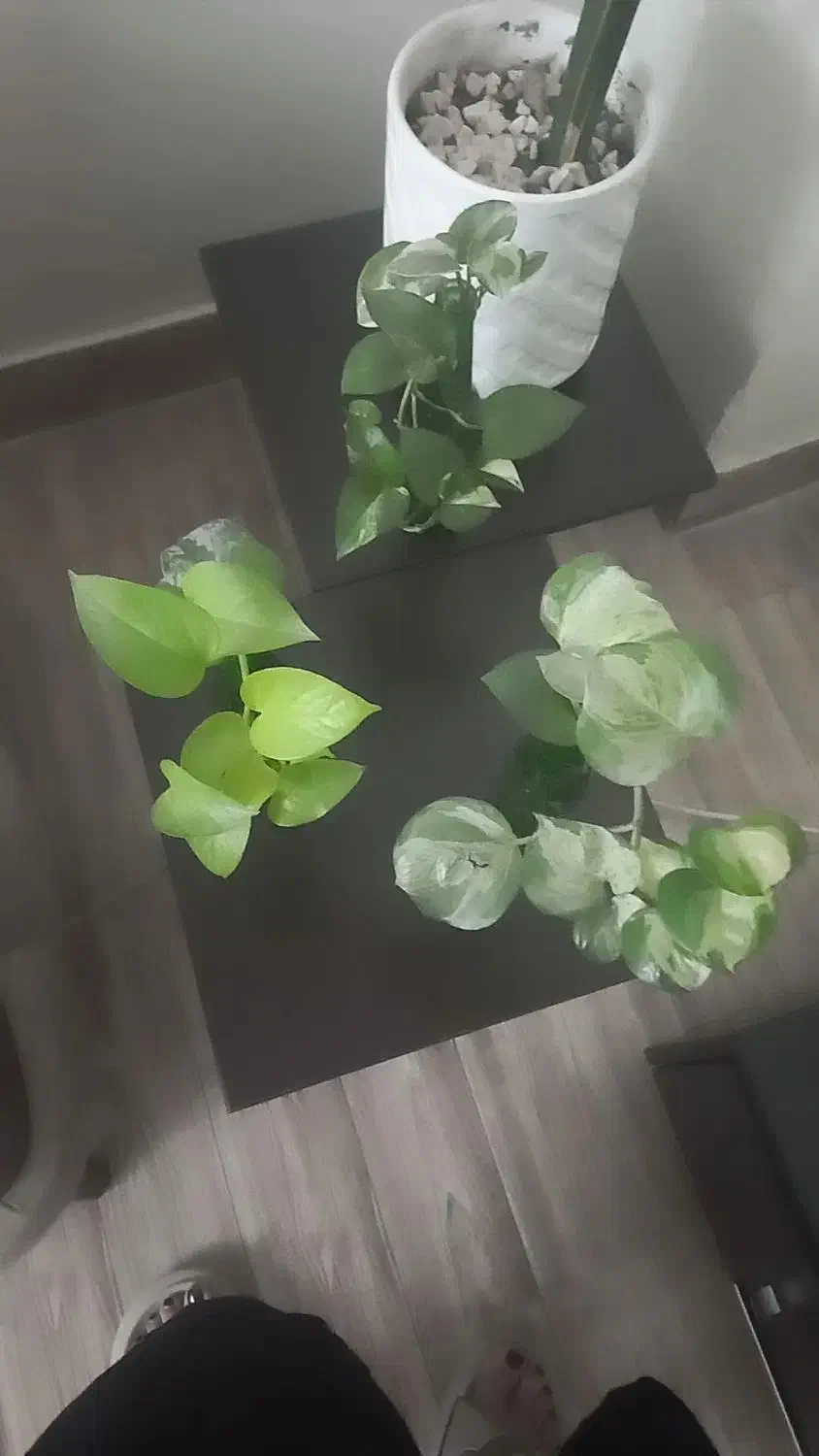 عسلی|مبلمان خانگی و میز عسلی|گرگان, |دیوار