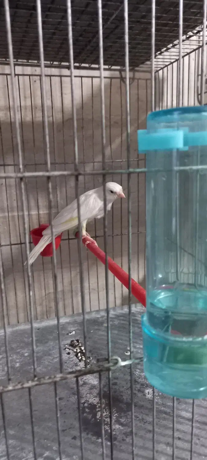 قناری نر سوپری|پرنده|ملایر, |دیوار