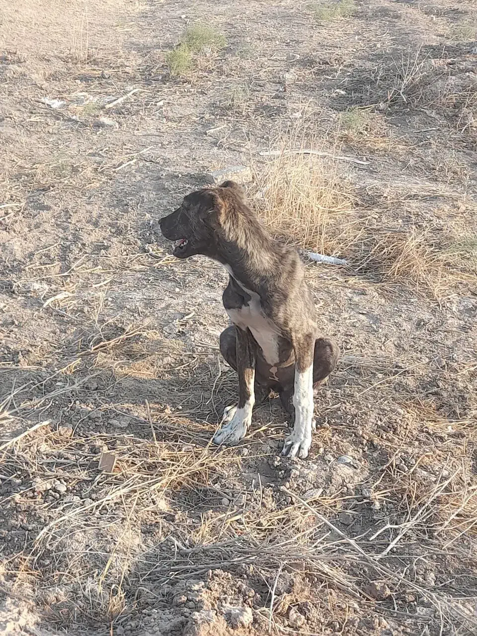 واگذاری سگ نگهبان|سگ|مشهد, سیسآباد|دیوار