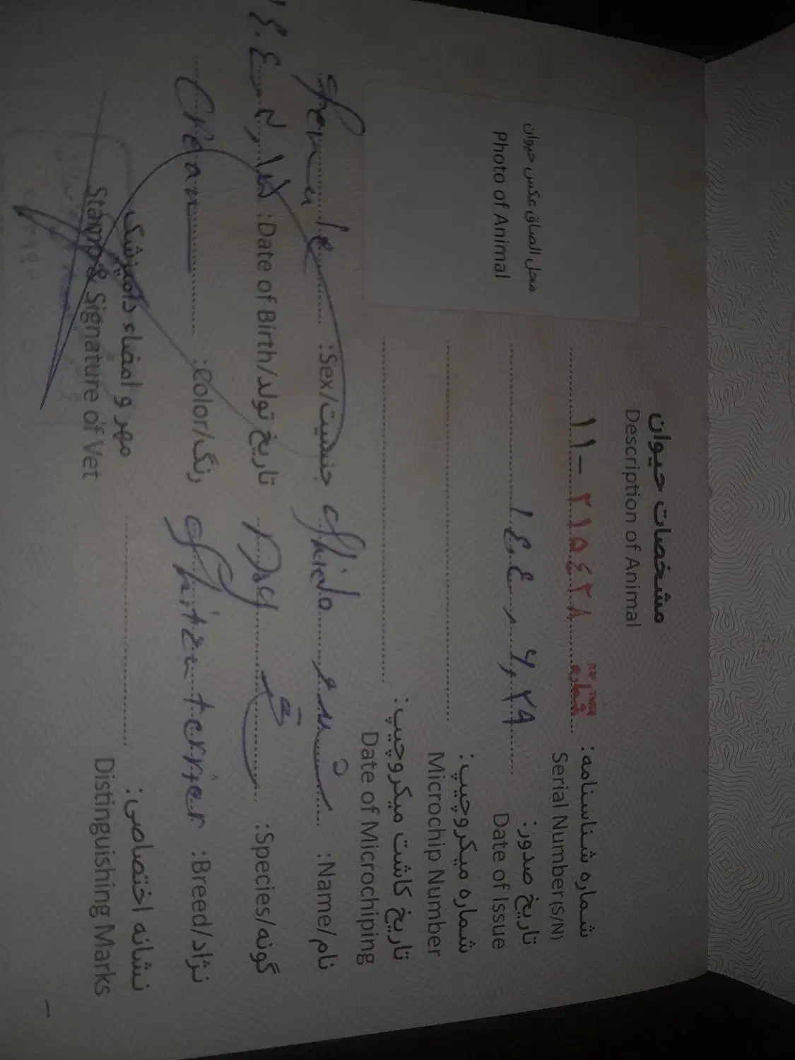 نژاد شیتزو تریرر ماده  ۴ ماهه|سگ|کرج, حیدرآباد|دیوار
