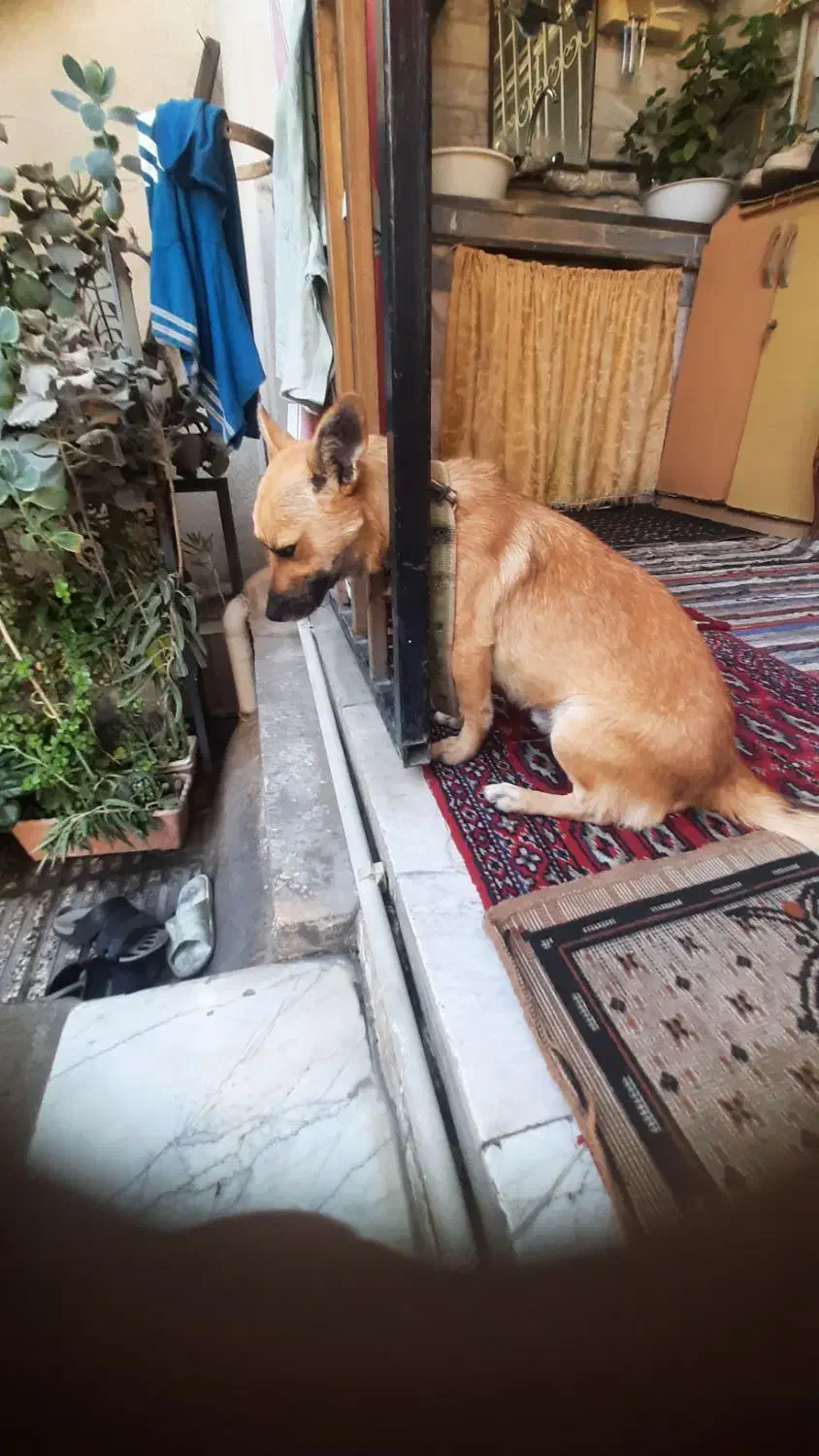 سگ نر اشپیز روباهی|سگ|گرگان, |دیوار