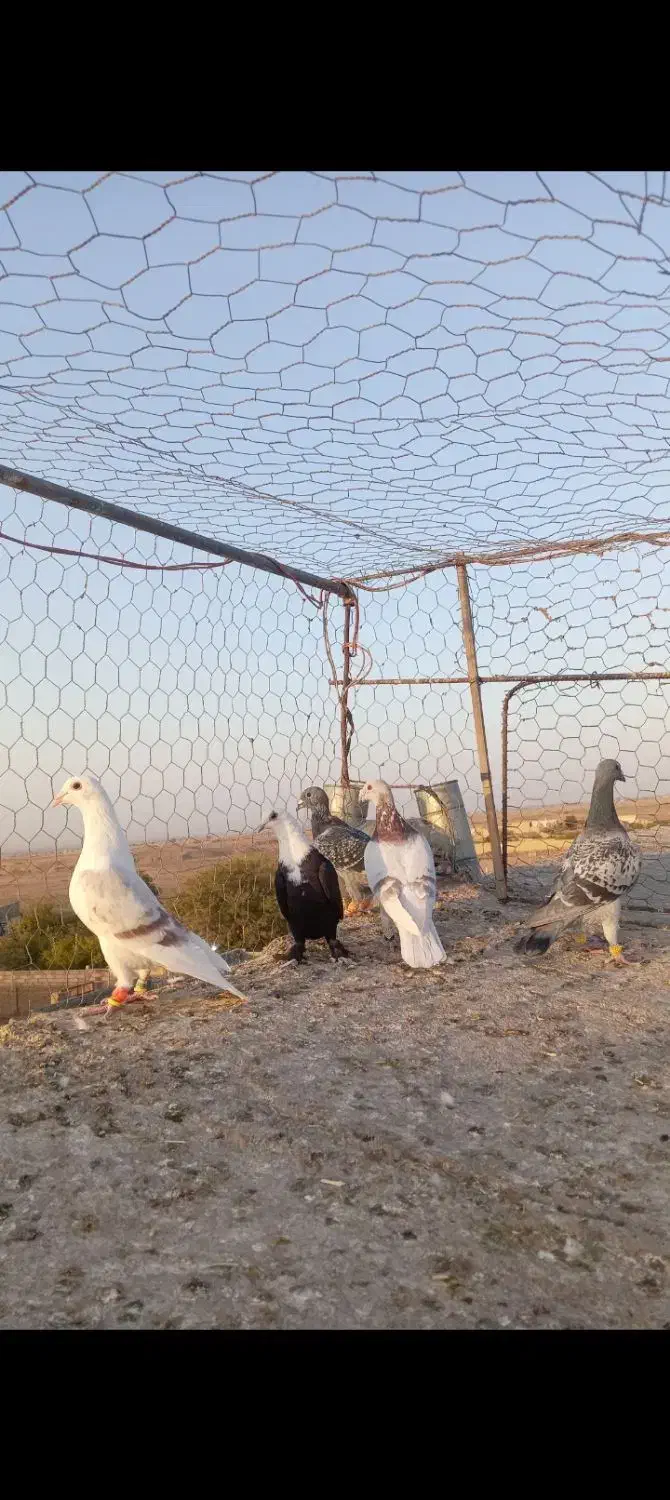 کفتر گرفتنی. همه باهم|پرنده|سبزوار, کهنه آب|دیوار