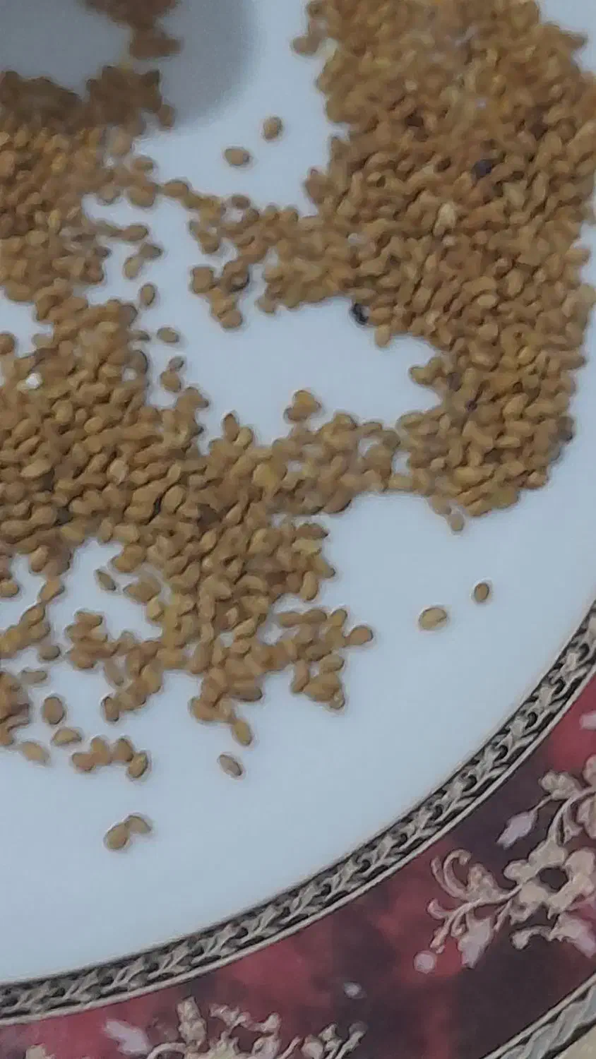 بذر یونجه ماپا عالی|گل و گیاه طبیعی|شیراز, داریون|دیوار