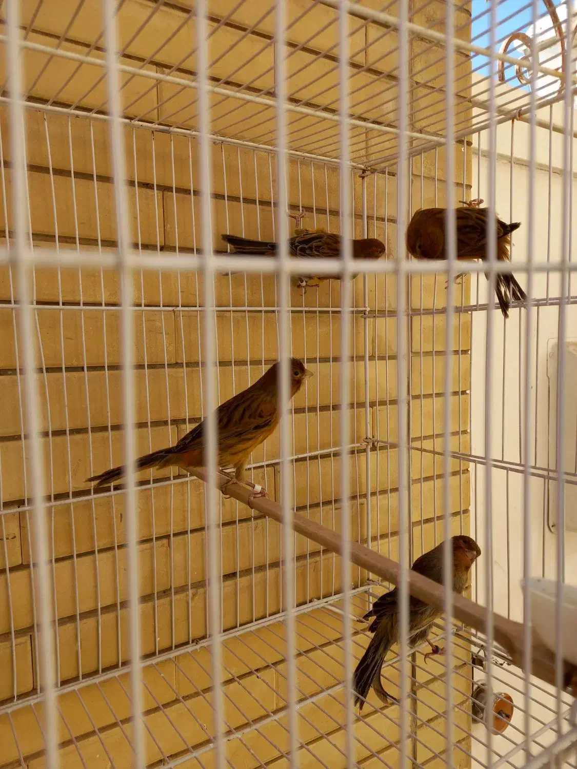 قناری سرخ سوخته  و شتری|پرنده|صدرا-فارس, فاز ۱|دیوار