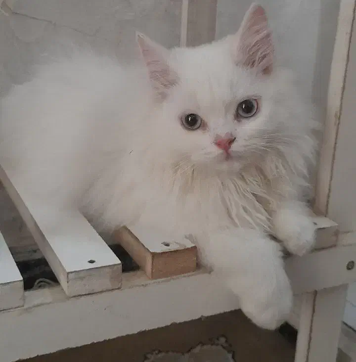 گربه گمشده|حیوانات|زاهدان, |دیوار