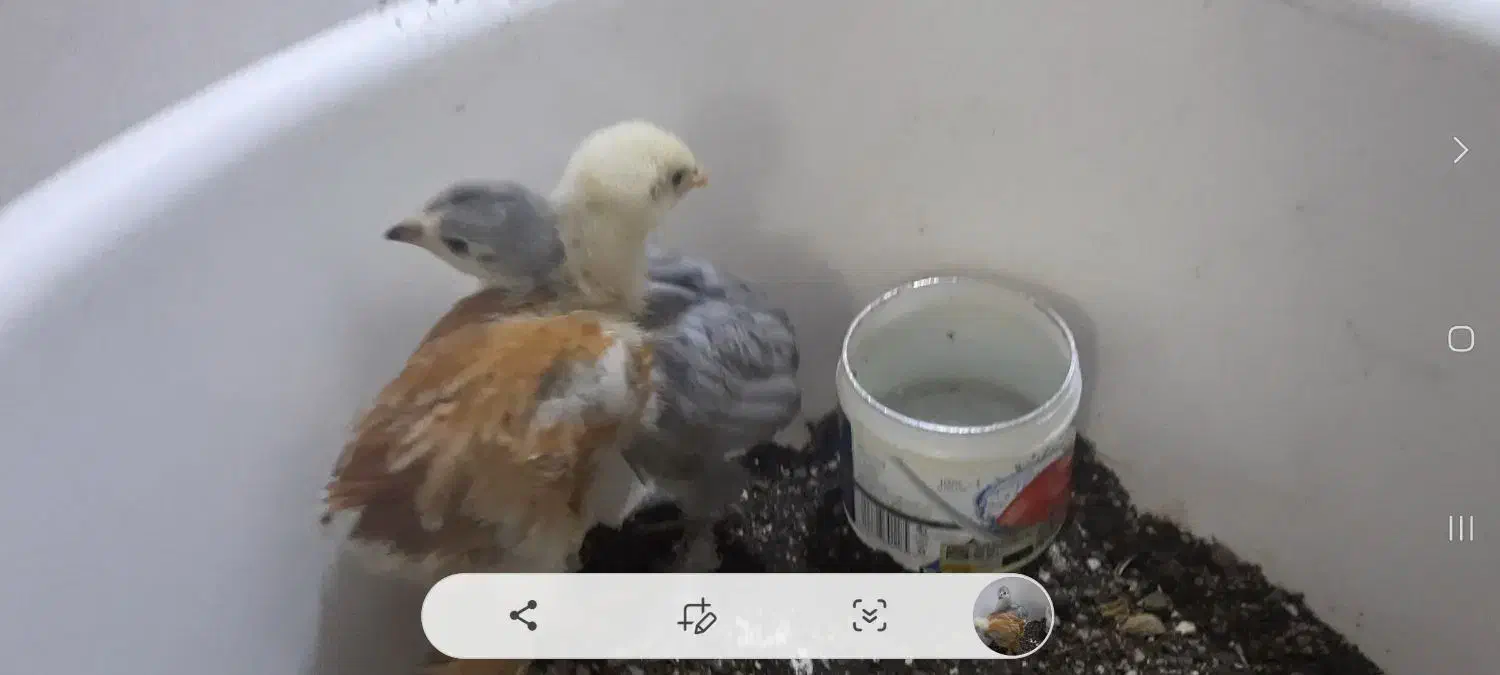 جوجه مرغ و خروس|حیوانات مزرعه|تهران, سهروردی|دیوار