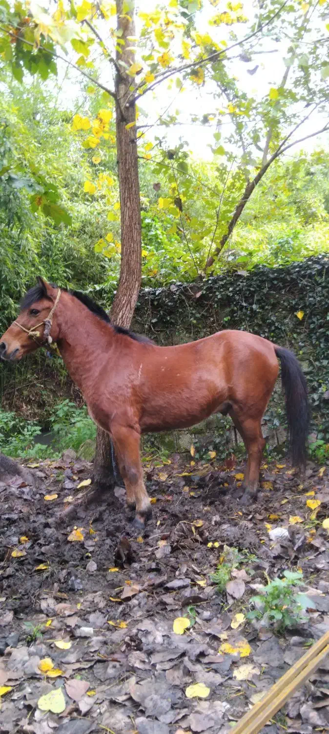 اسب کهر سال7 اخته|اسب و تجهیزات اسب‌سواری|لنگرود, |دیوار