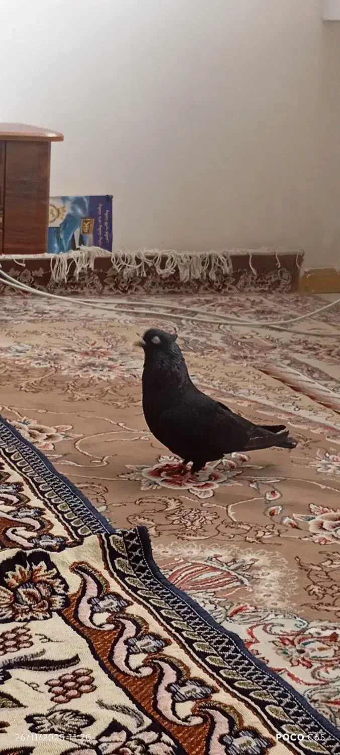 کبوتر|پرنده|بم, |دیوار