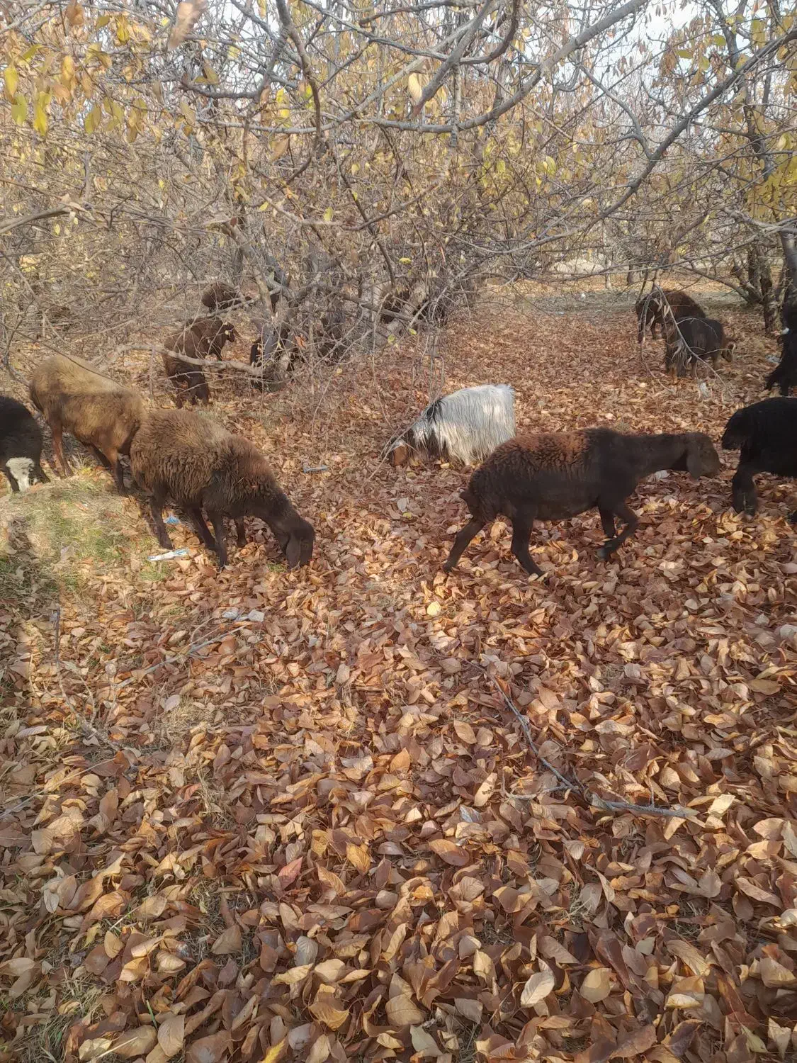 شیشک|حیوانات مزرعه|هشتگرد, اردهه|دیوار