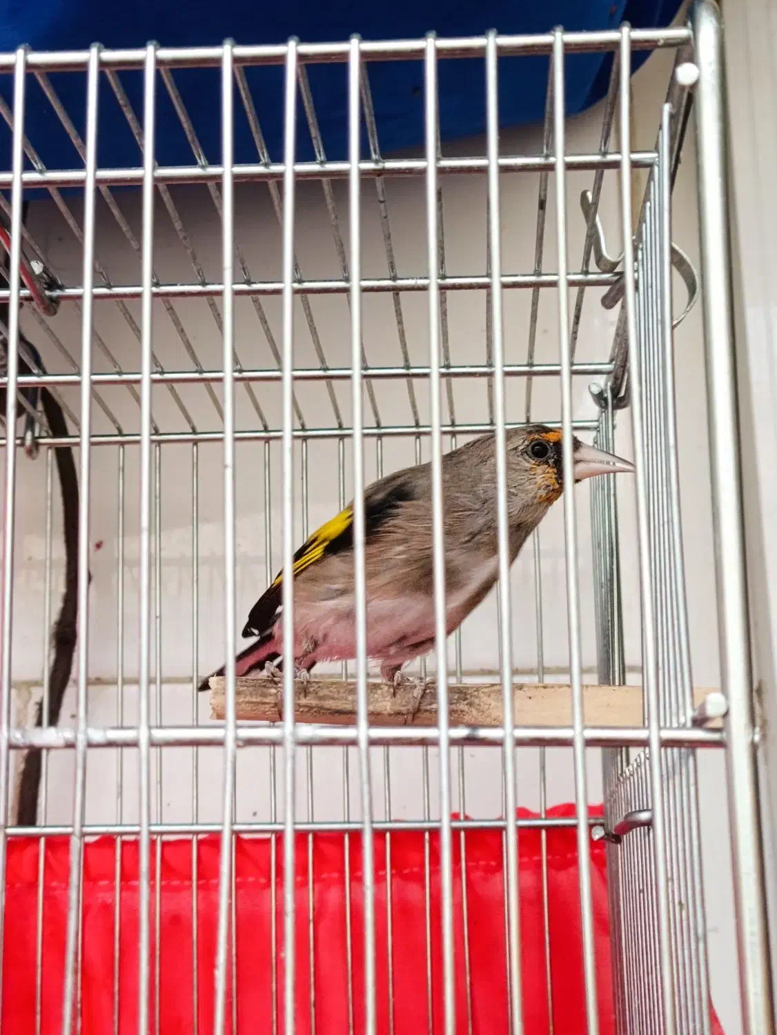 سهره|پرنده|کهریزک, |دیوار