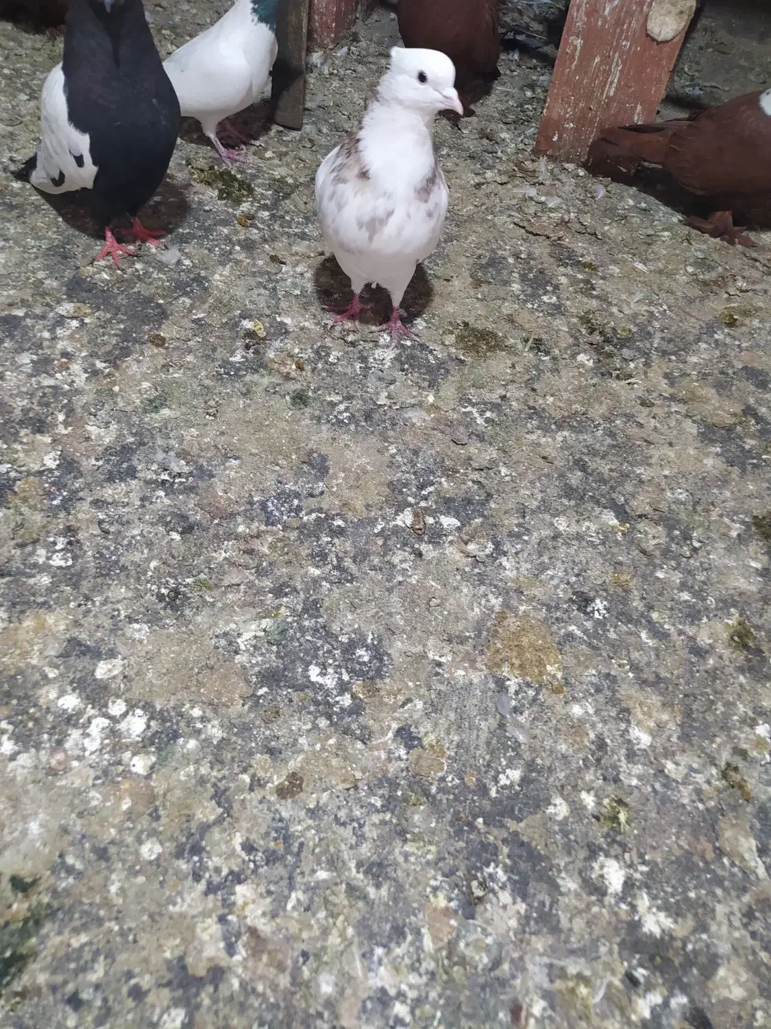 کلفه فراری|پرنده|سیلوانه, |دیوار