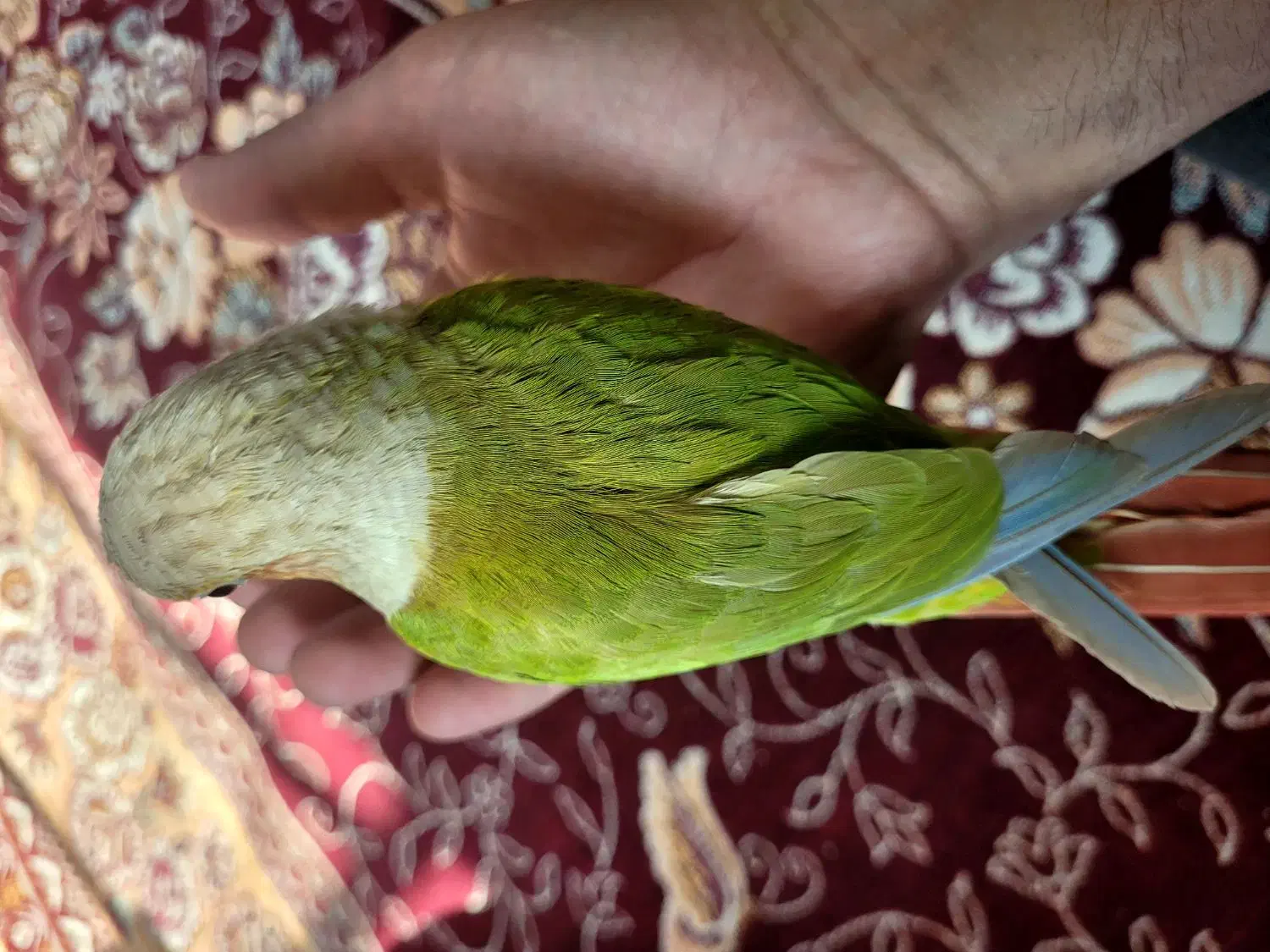 آناناسی گرینچیک رام و دستی|پرنده|فردیس, شهرک شهید حسینی|دیوار