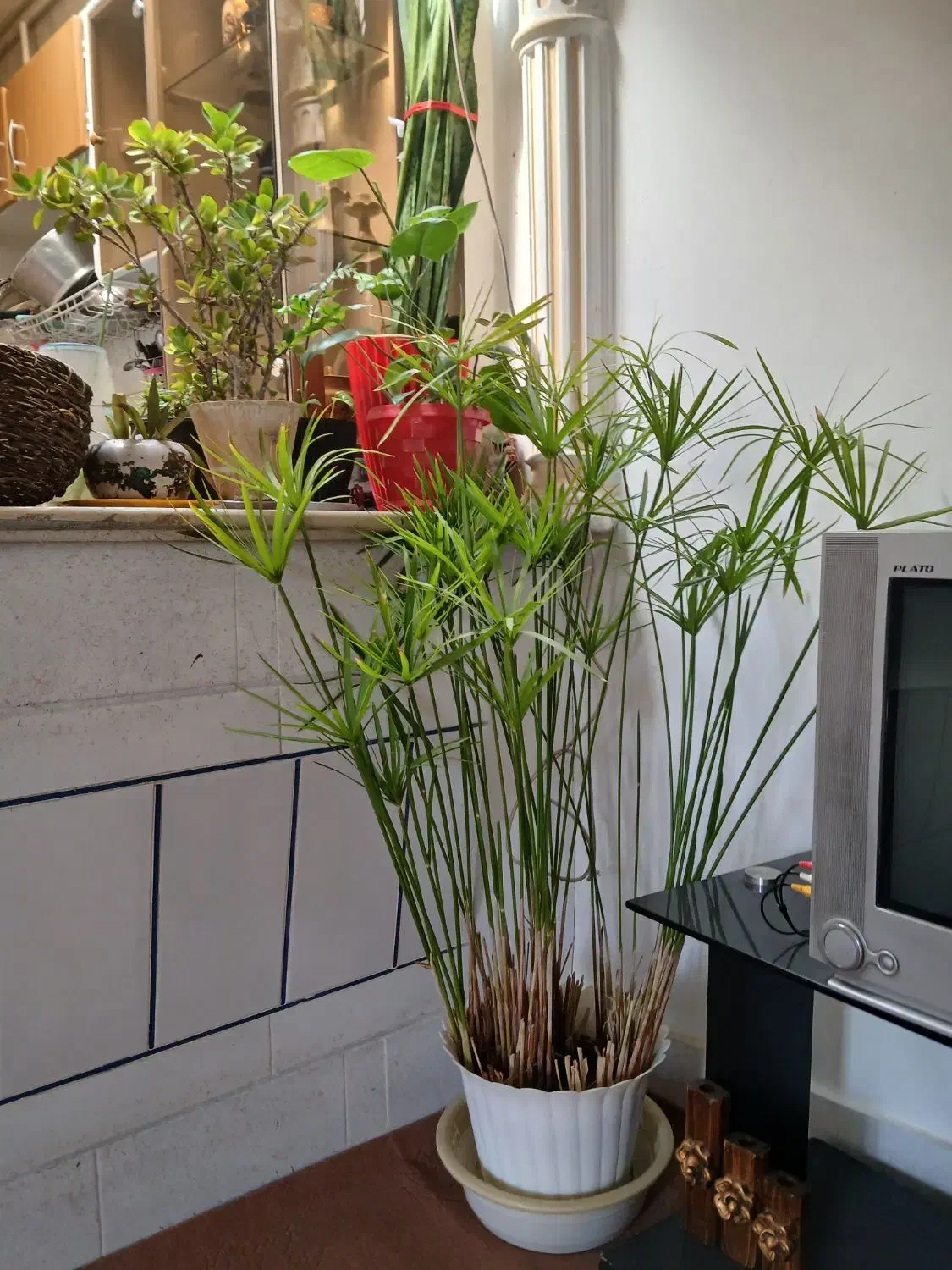 گل مرداب|گل و گیاه طبیعی|خمینی‌شهر, |دیوار