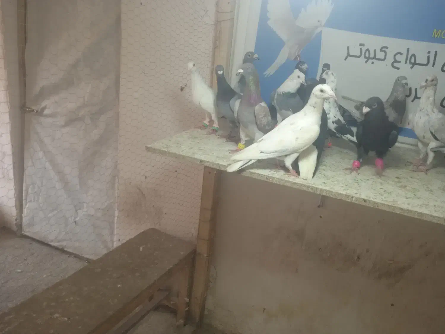 شهرستانی|پرنده|گنبد کاووس, |دیوار