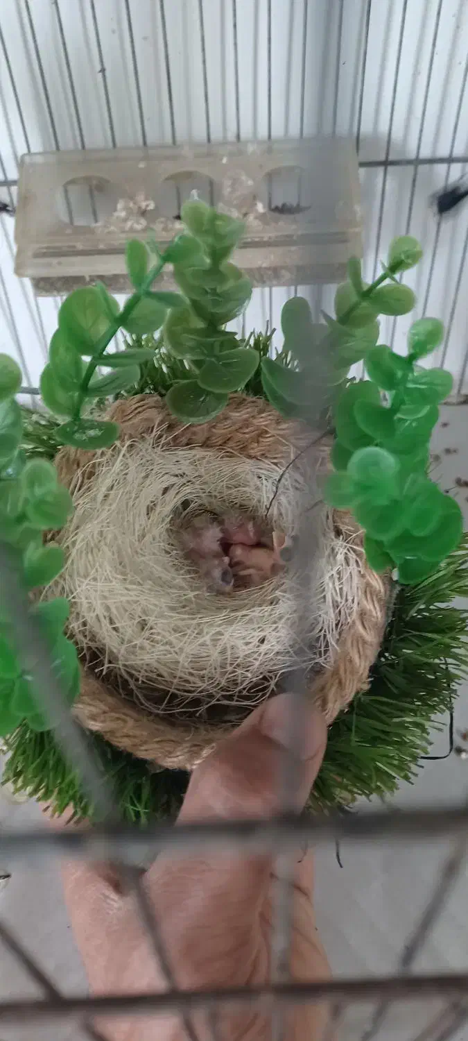 جوجه سهره|پرنده|خرمدره, |دیوار