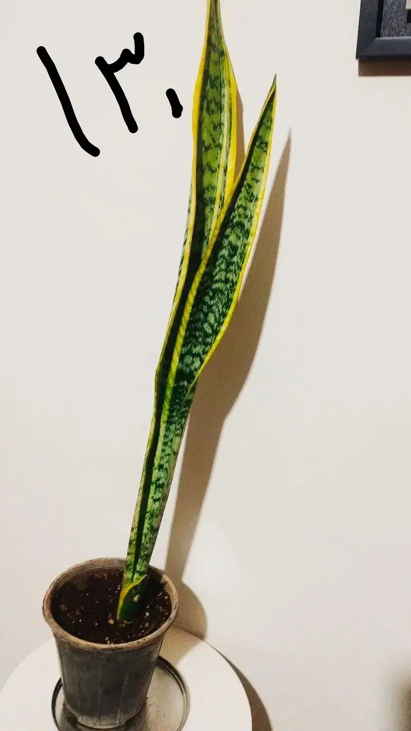 زاموفیلیا ی بلک|گل و گیاه طبیعی|سرپل ذهاب, |دیوار