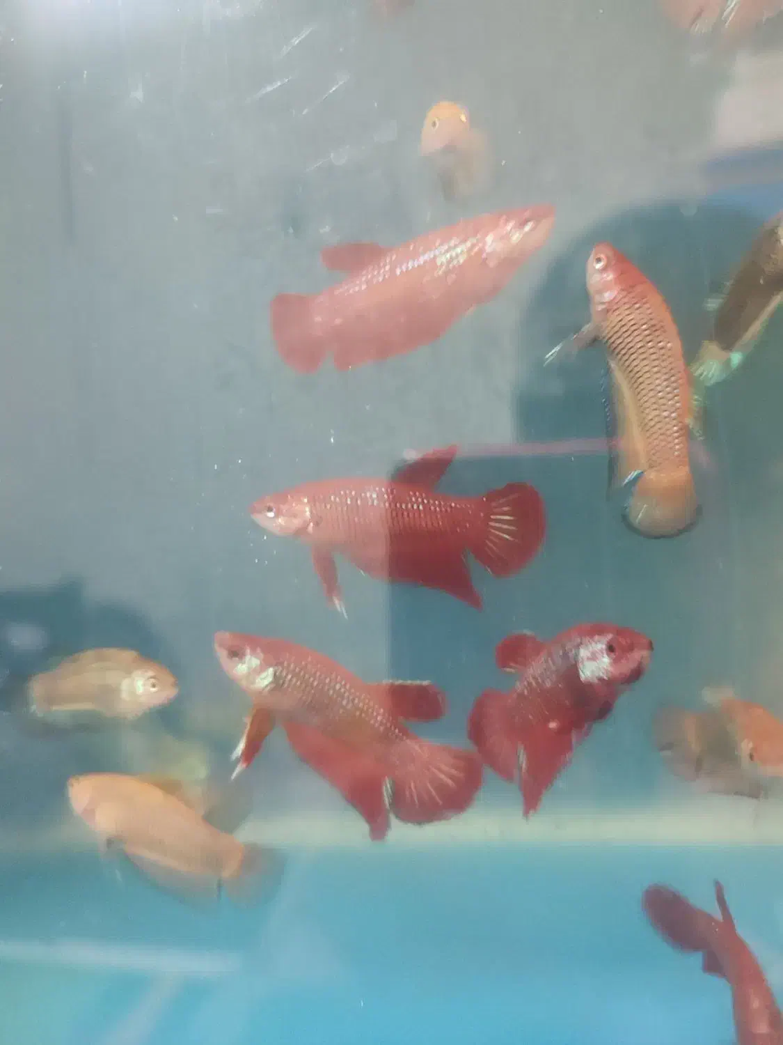 فایتر بتا|ماهی|تهران, الهیه|دیوار