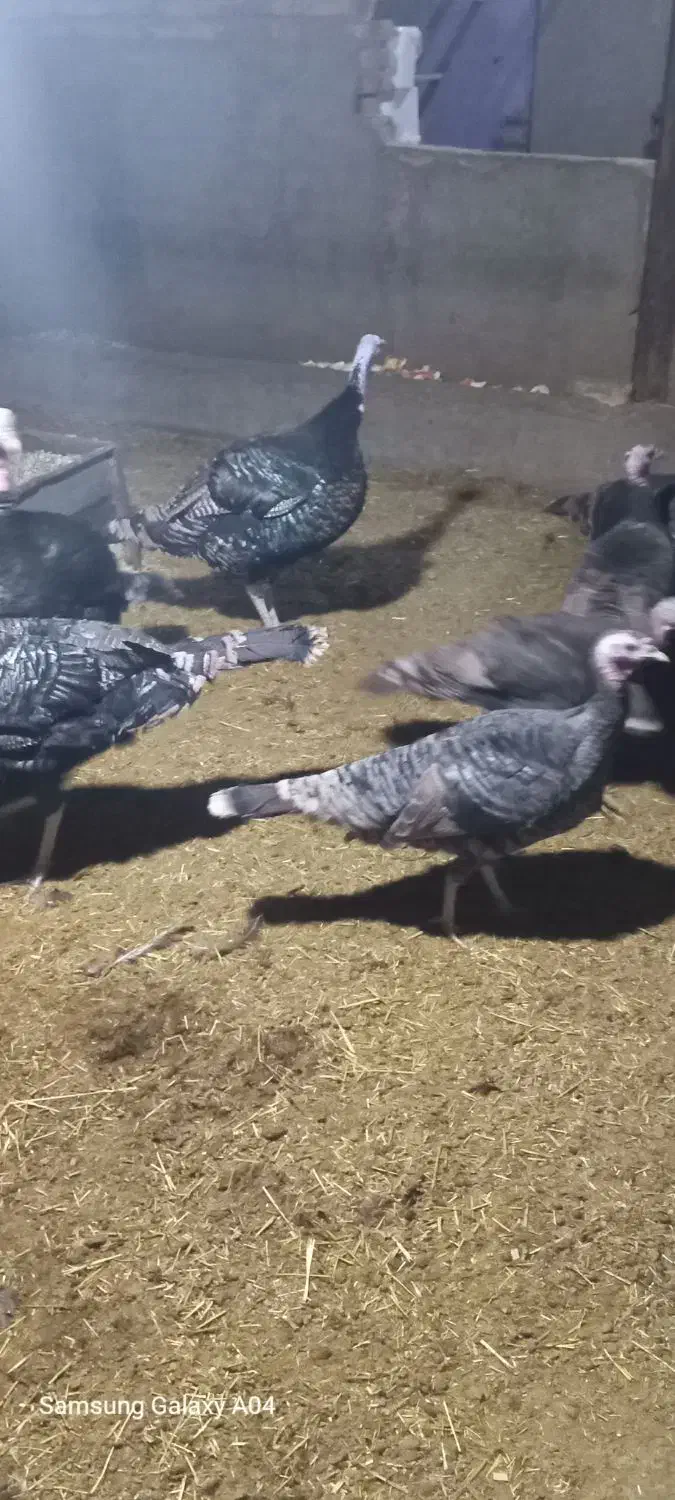 بو قلمون نرو ماده|حیوانات مزرعه|کنگاور, |دیوار