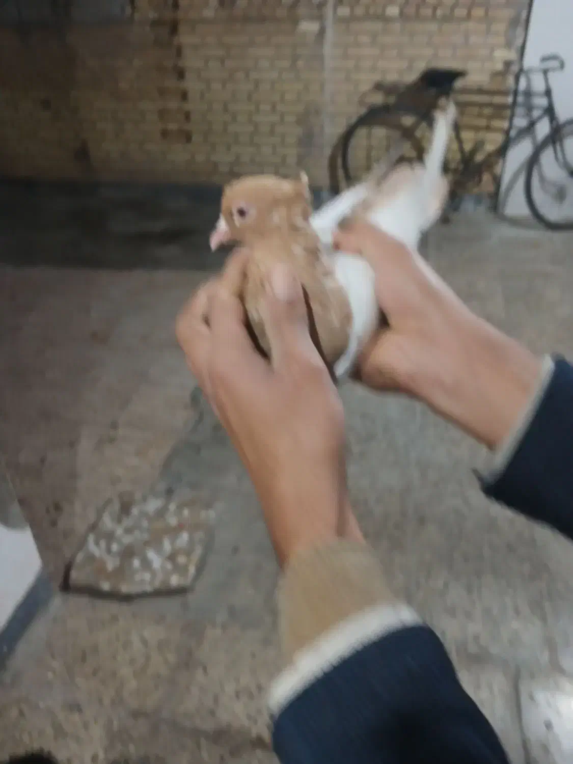 سینه زرد کله زرد ملاثانی|پرنده|اهواز, کیانپارس |دیوار