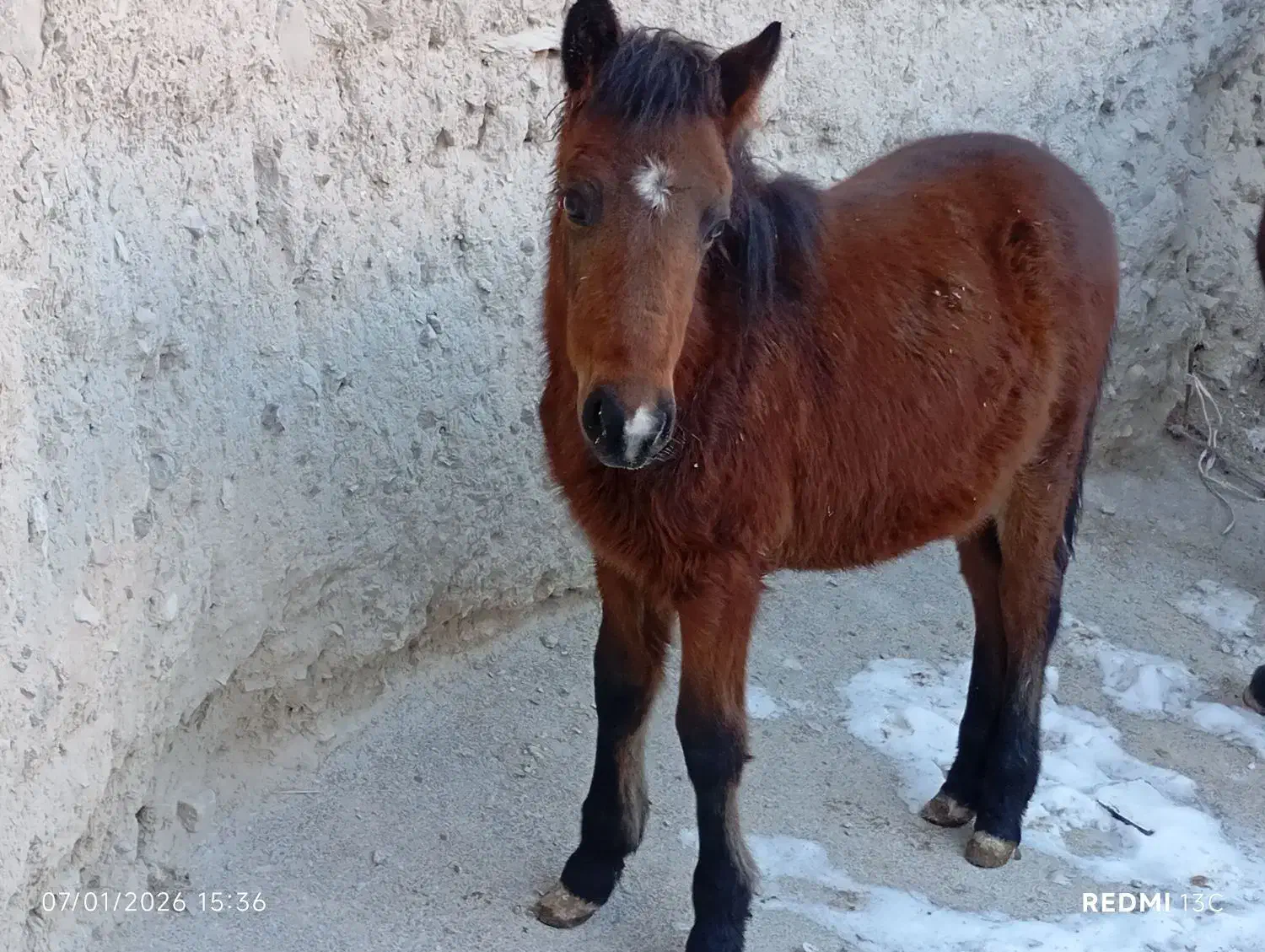 اسب وکره اسب نریون|اسب و تجهیزات اسب‌سواری|قوچان, |دیوار