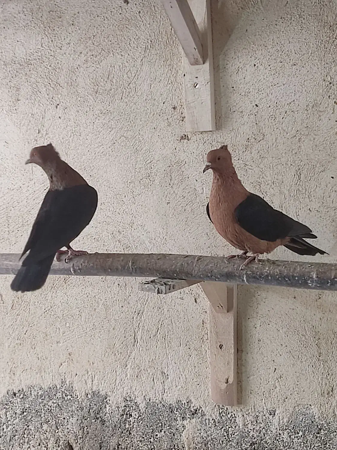 ارشینگل|پرنده|لنجان, |دیوار