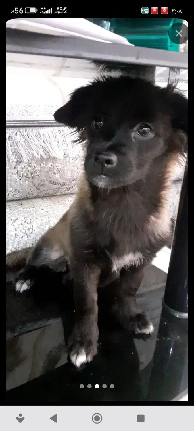 سگ گمشده (3میلیون تومان مژدگانی)|سگ|فولادشهر, مسکن مهر فولادشهر|دیوار