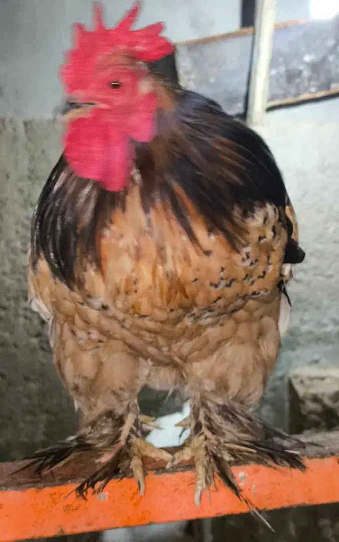 خروس کوشین|حیوانات مزرعه|درگهان, |دیوار