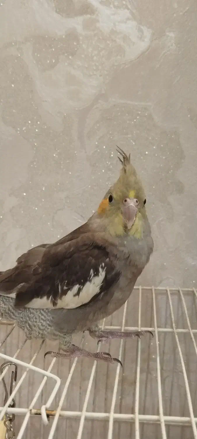 عروس هلندی|پرنده|مشهد, رده|دیوار