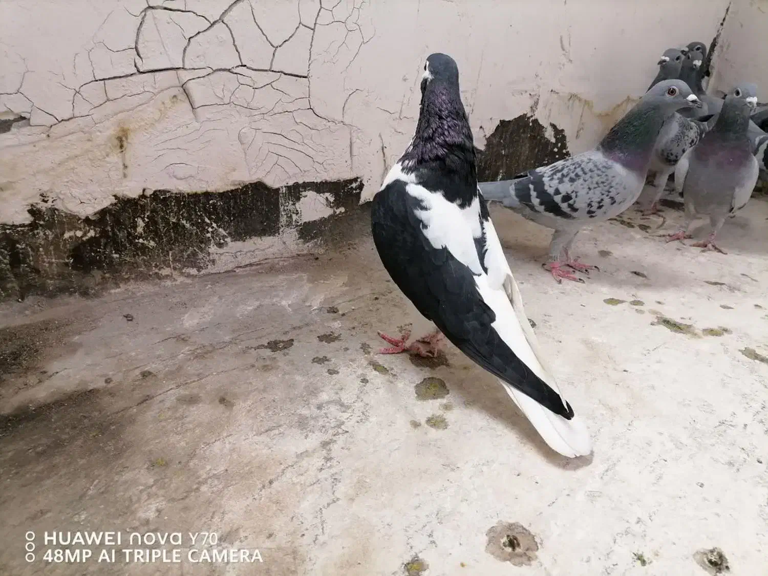 چپ سیا درشت پرشی ماده|پرنده|چناران, |دیوار