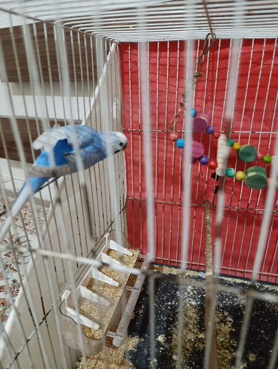 مرغ عشق|پرنده|مشهد, عامل|دیوار