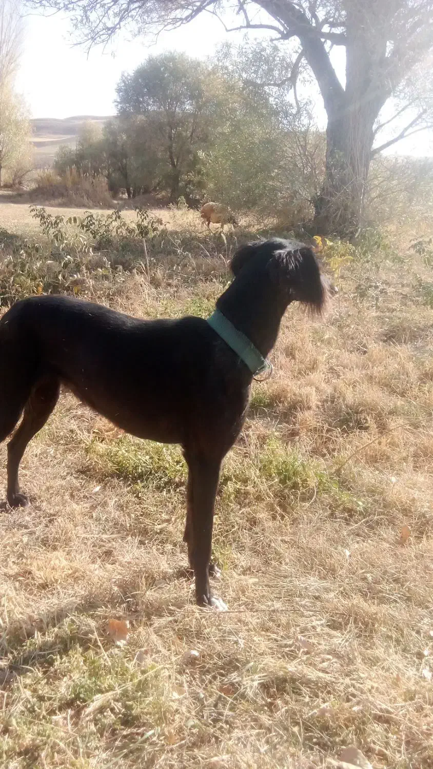 تازی سالوکی|سگ|دیواندره, |دیوار