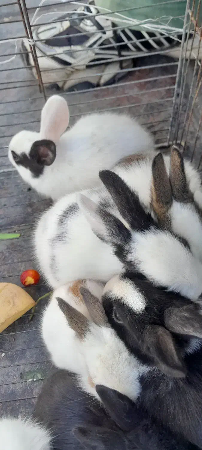 خرگوش|موش و خرگوش|یاسوج, |دیوار