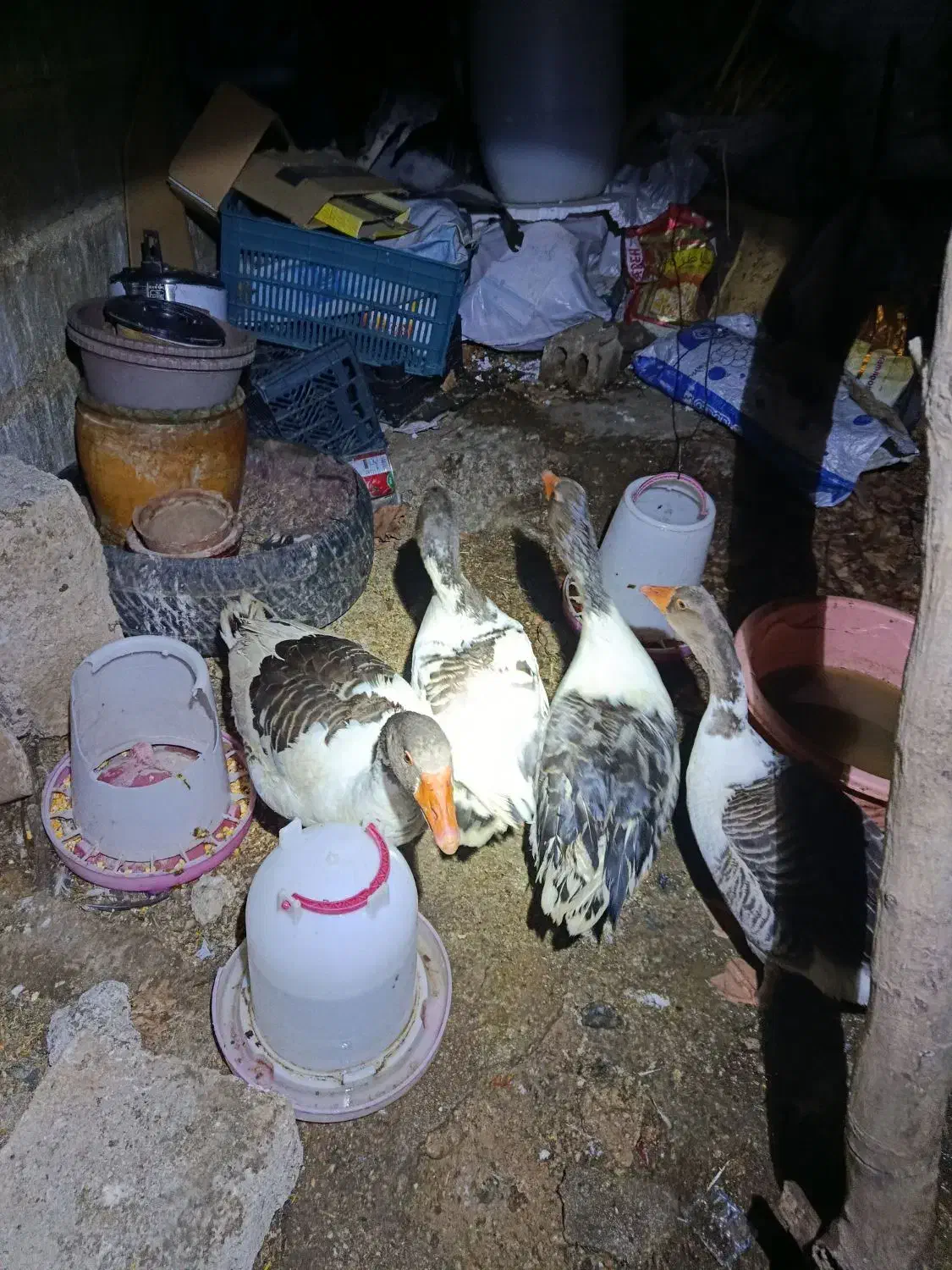 غاز ومرغ|حیوانات مزرعه|یاسوج, |دیوار