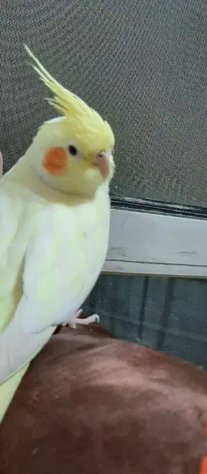 گمشده|حیوانات|نجفآباد, ویلاشهر|دیوار