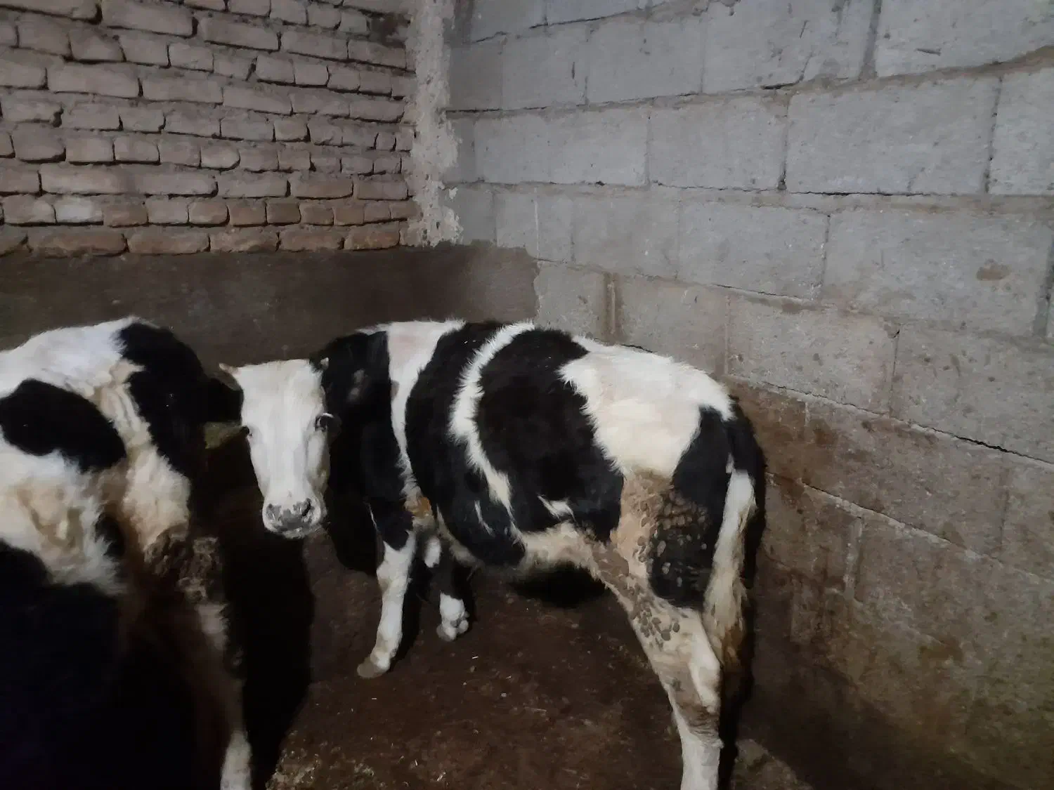 گوساله ماده|حیوانات مزرعه|هریس, |دیوار