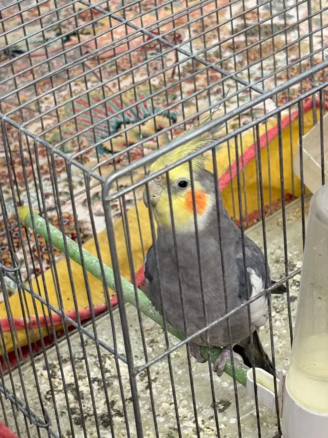 عروس هلندی نر|پرنده|اصفهان, امامزاده اسماعیل|دیوار