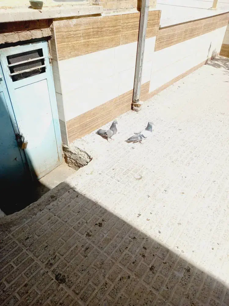 کبوتر گچی|پرنده|شهرکرد, |دیوار