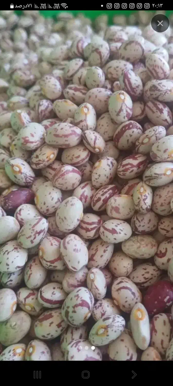 لوبیا چیتی کوشا|خوردنی و آشامیدنی|قیدار, |دیوار