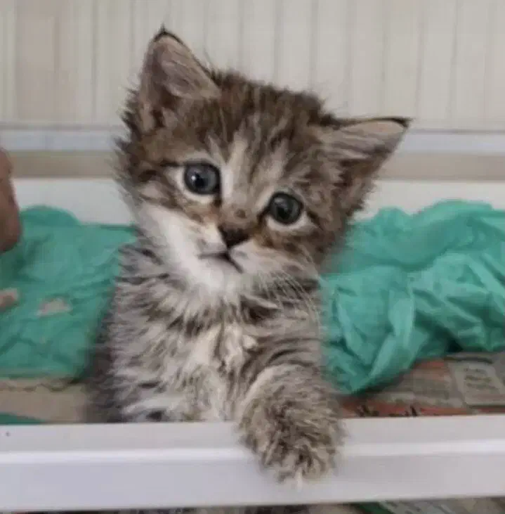 واگذاری گربه نر به خانواده با تجربه|گربه|تهران, پونک|دیوار