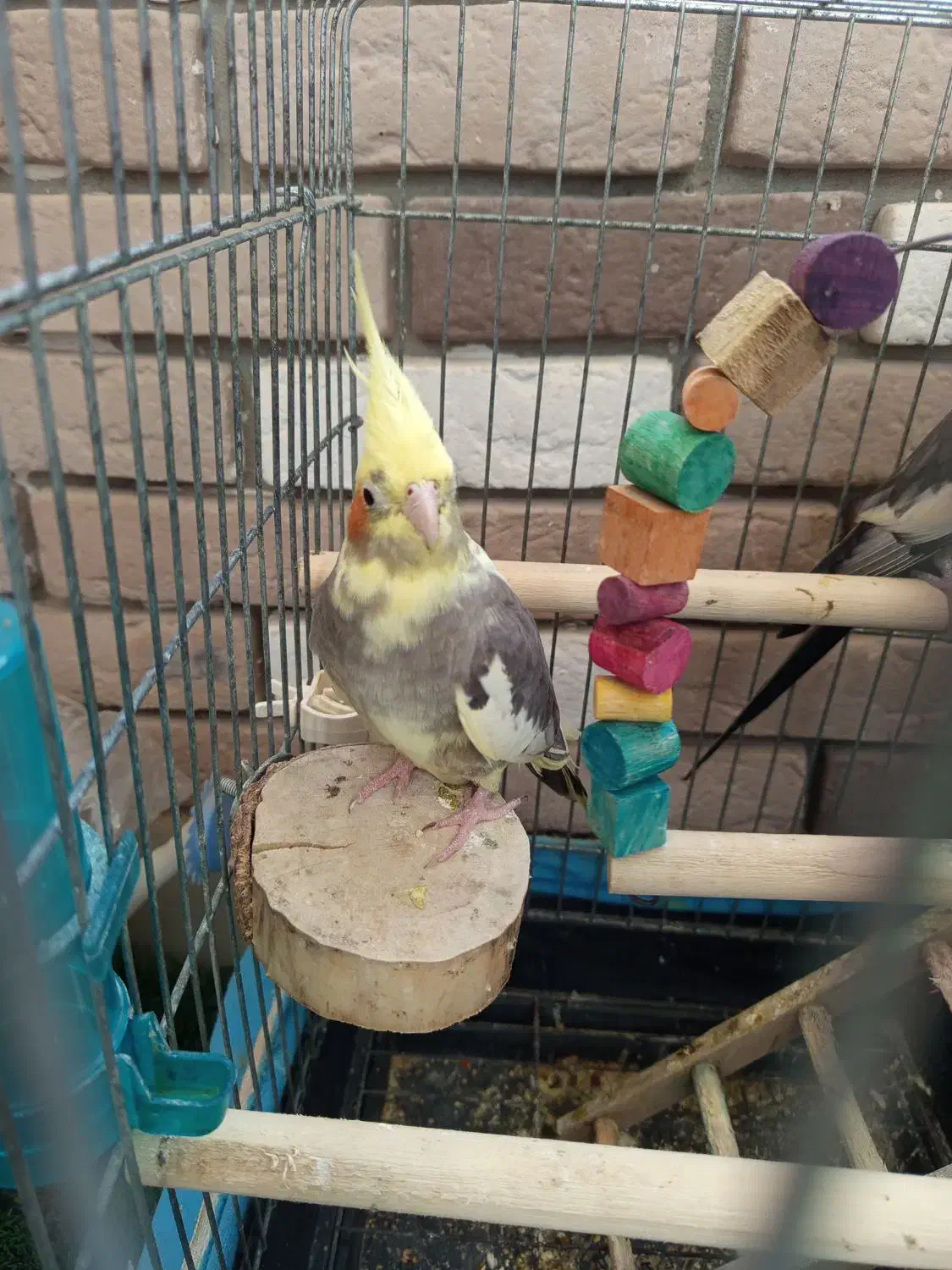 عروس هلندی جفت|پرنده|محمدیه-قزوین, |دیوار