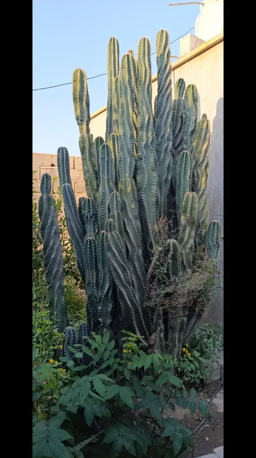 فروش درخت کاکتوس در بادوله. کاکی|گل و گیاه طبیعی|کاکی, |دیوار