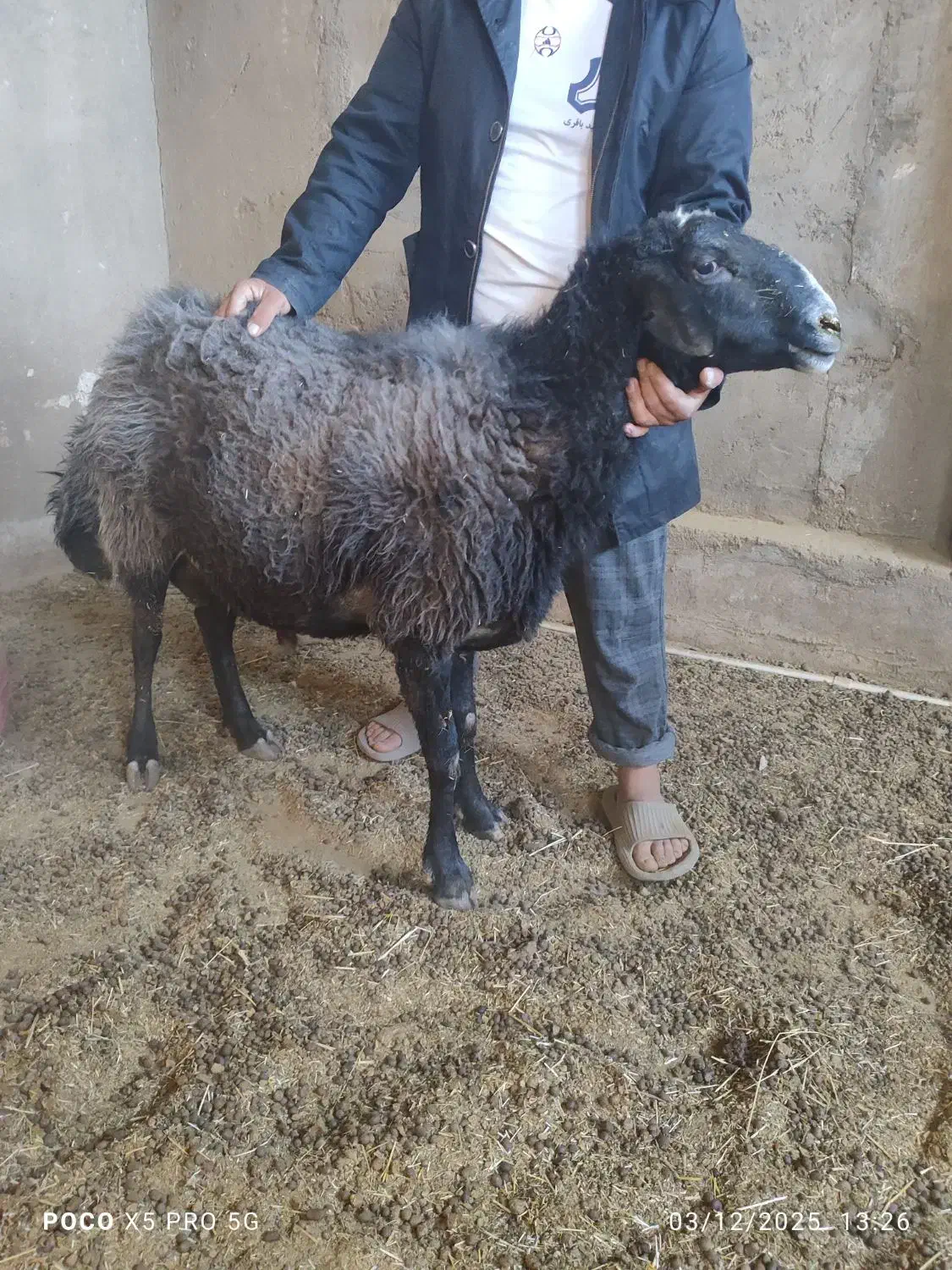 قوچ|حیوانات مزرعه|قمرود, |دیوار