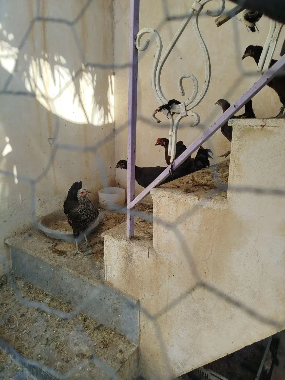 مرغ و خروس محلی|حیوانات مزرعه|شبانکاره, |دیوار