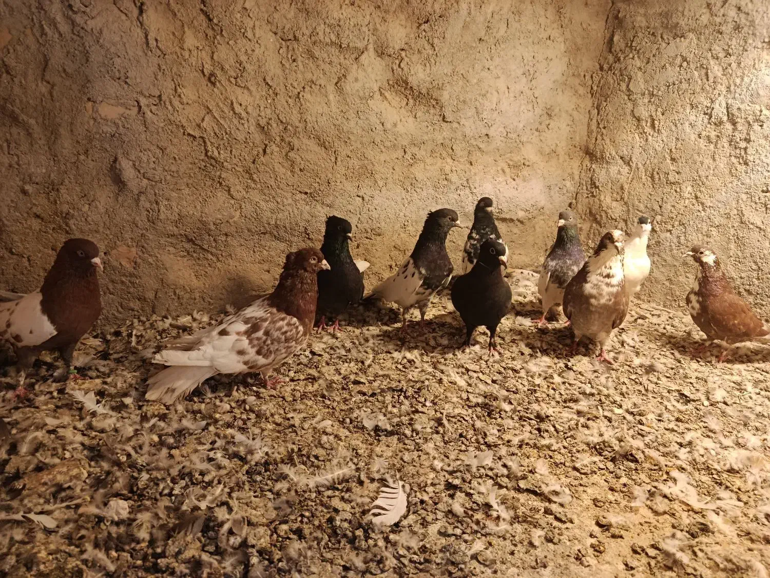 کبوتر نر|پرنده|کشکوئیه, |دیوار