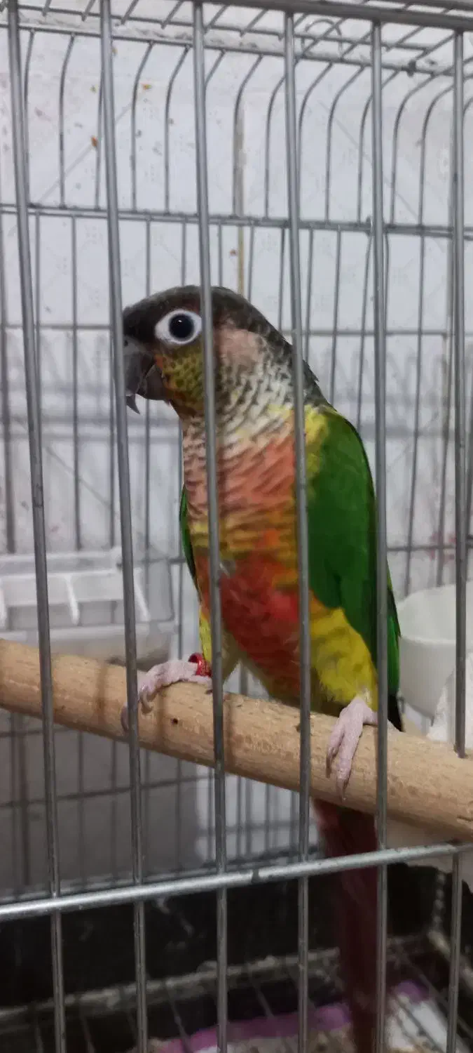 طوطی گرینچیک یلوساید|پرنده|گلستان (تهران), |دیوار