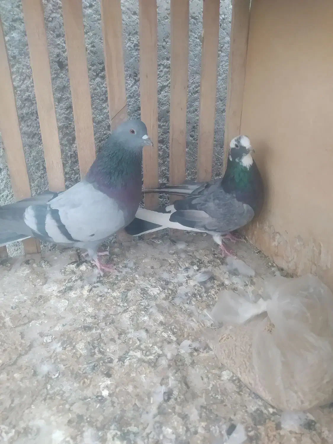 نرومادهسبزدهنجور|پرنده|فلاورجان, |دیوار