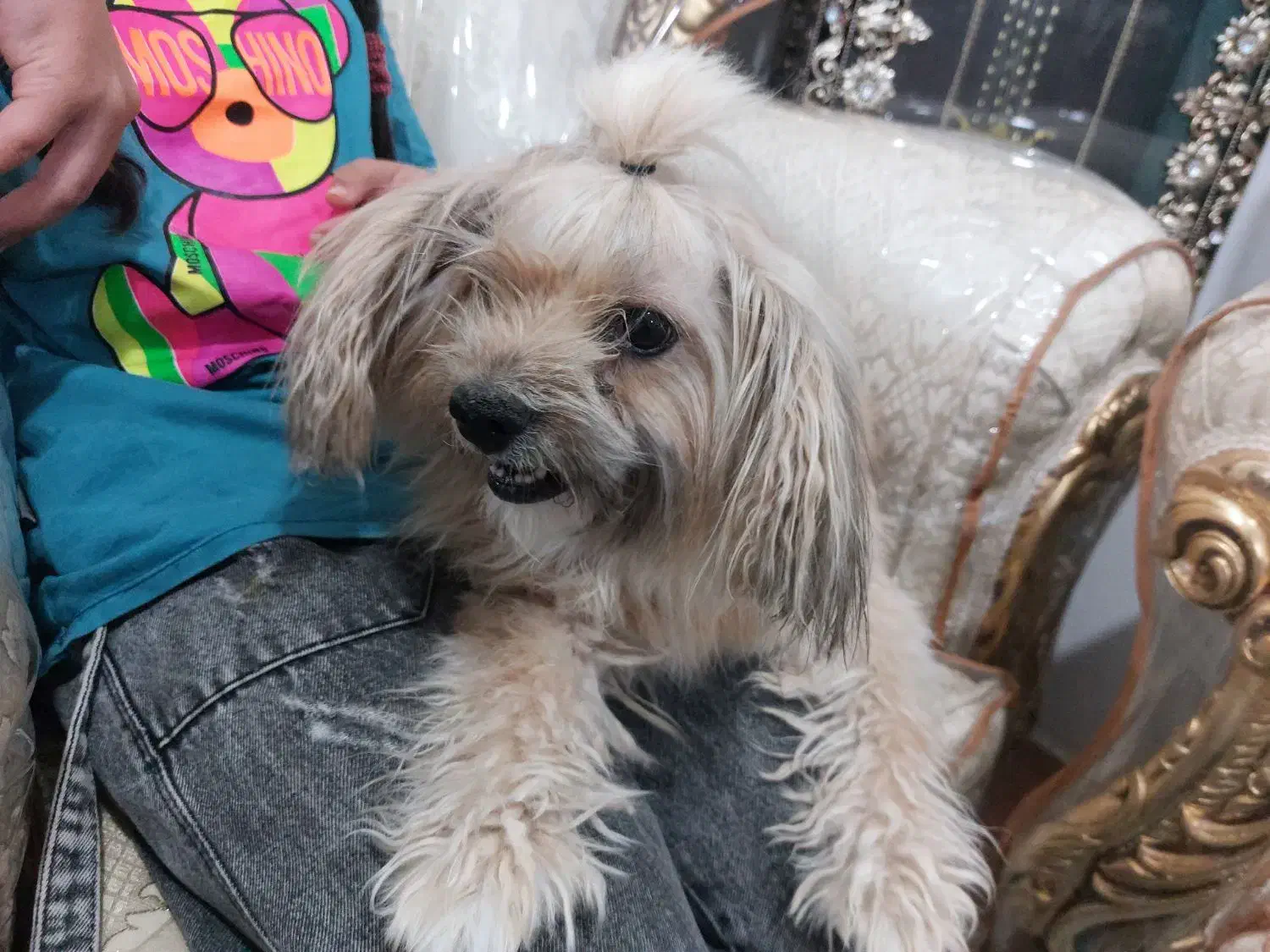 سگ خانگی نژادشیتزو.سالم،باهوش،استثنائی|سگ|رفسنجان, |دیوار