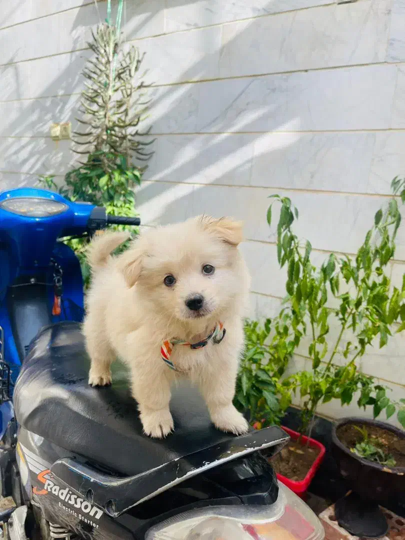 سگ پامنرین|سگ|قدس, شهرک فرزان|دیوار