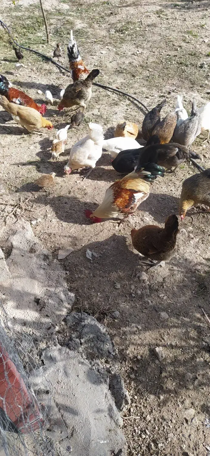 مرغ وخروس|حیوانات مزرعه|سرپل ذهاب, |دیوار